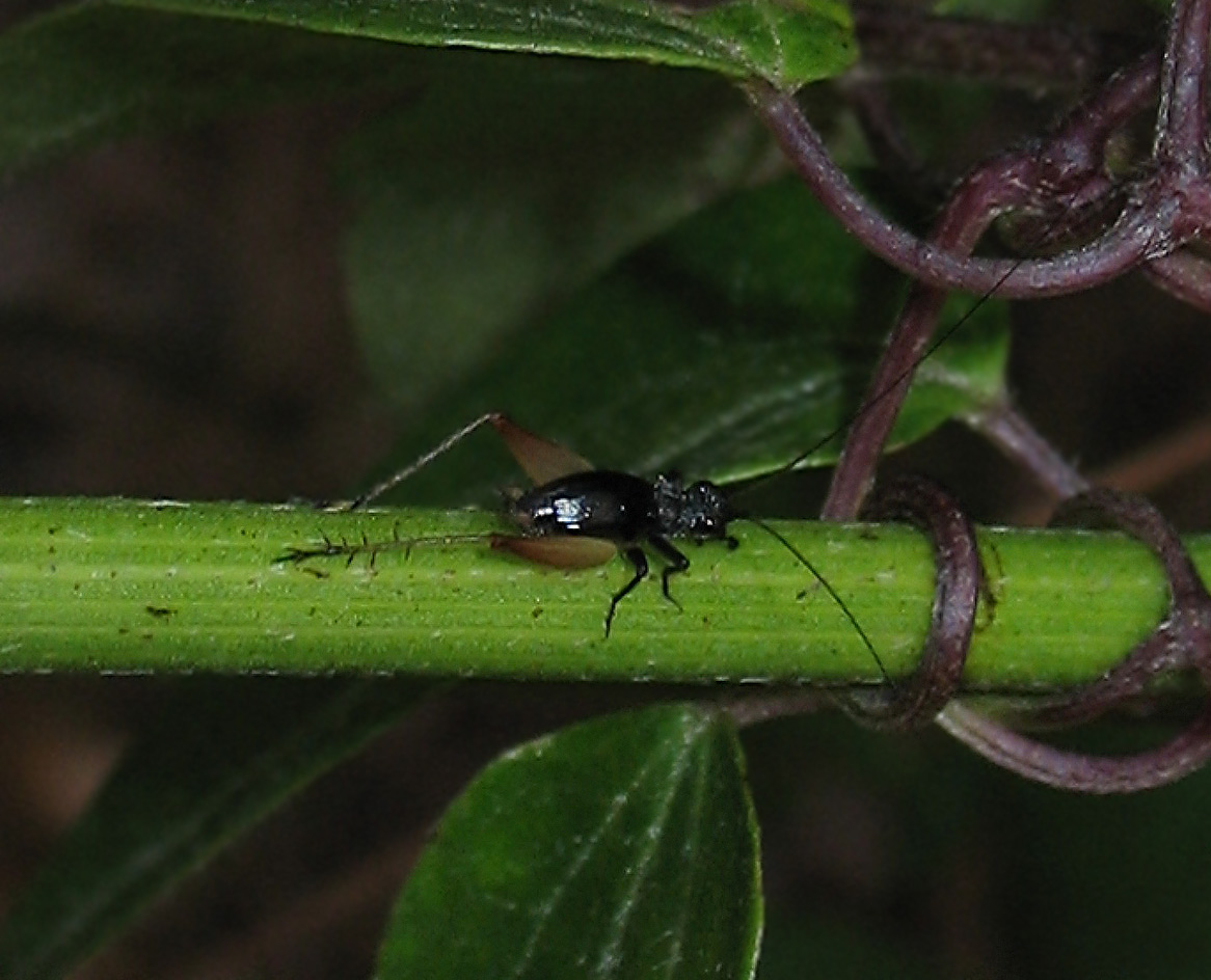 Trigonidium cicindeloides